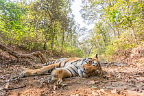 Bengal tiger (Panthera tigris tigris) sub-adult male tiger resting on hot afternoon, Kanha National Park, Central India. Camera trap image.