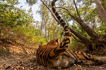 Bengal tiger (Panthera tigris tigris) sub-adult male tiger resting on hot afternoon during, Kanha National Park, Central India. Camera trap image.
