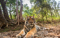 Bengal tiger (Panthera tigris tigirs) sub-adult male tiger &#39;MV1&#39; Kanha National Park, Central India. Camera trap image.