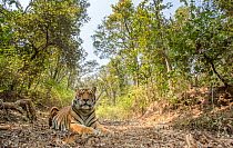 Bengal tiger (Panthera tigris tigris) sub-adult male tiger resting in hot weather. Kanha National Park, Central India. Camera trap image.