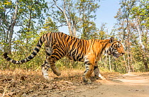 Bengal tiger (Panthera tigris tigris) sub-adult male crossing track, Kanha National Park, Central India. Camera trap image.