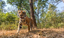Bengal tiger (Panthera tigris tigris) sub-adult male Kanha National Park, Central India. Camera trap image.