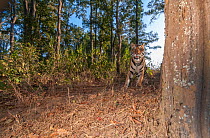 Bengal tiger (Panthera tigris tigris) male tiger walking along forest trail, Kanha National Park, Central India. Camera trap image.