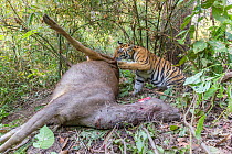 Bengal tiger (Panthera tigris tigirs) cub aged 8-9 months feeding on Sambar deer (Rusa unicolor) kill. Kanha National Park, Central India. Camera trap image.