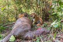 Bengal tiger (Panthera tigris tigirs) young cubs aged 8-9 months feeding on Sambar deer (Rusa unicolor) kill. Kanha National Park, Central India. Camera trap image.