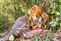 Bengal tiger (Panthera tigris tigris) feeding on Sambar kill with her cubs aged 8-9 months. Kanha National Park, Central India. Camera trap image.