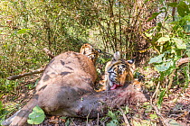 Bengal tiger (Panthera tigris tigirs) young cubs aged 8-9 months feeding on Sambar deer (Rusa unicolor) kill. Kanha National Park, Central India. Camera trap image.