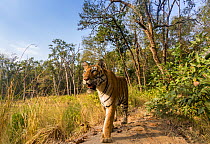 Bengal tiger (Panthera tigris tigris) (T27) walking on bund / dam wall trail. Kanha National Park, Central India. Camera trap image.