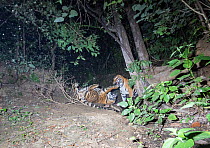 Bengal tiger (Panthera tigris tigris) violent fight between two sub adult tigers probably siblings for Gaur (Bos gaurus) calf kill. Kanha National Park, Central India. Camera trap image.