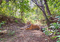 Bengal tiger (Panthera tigris tigris) guarding Gaur (Bos gaurus) calf kill, Kanha National Park, Central India. Camera trap image.