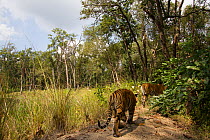Bengal tiger (Panthera tigris tigris) young tiger cub following mother on bund / wall trail. Kanha National Park, Central India. Camera trap image.