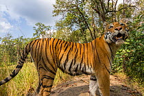 Bengal tiger (Panthera tigris tigirs) tigress, stopping due to sound from camera while patrolling, Kanha National Park, Central India. Camera trap image.