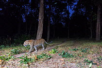 Leopard (Panthera pardus) walking along same path as used by Tigers, however they usually avoid confrontation with them. Kanha National Park, Central India. Camera trap image.