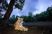 Bengal tiger (Panthera tigris tigris) sub adult tigress resting at dusk. Kanha National Park, Central India. Camera trap image.
