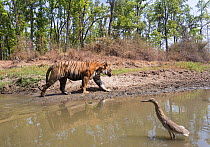 Bengal tiger (Panthera tigris tigris) male tiger (T30) emerging out of watering hole, with heron, Kanha National Park, Central India. Camera trap image.