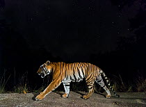 Bengal tiger (Panthera tigris tigris) walking at night, Kanha National Park, Central India. Camera trap image.