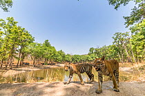 Bengal tiger (Panthera tigris tigris) with one of the three sub-adult female cubs, passing through dam wall. Tourist in safari vehicle watching from other side of pond. Kanha National Park, Central In...