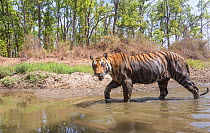 Bengal tiger (Panthera tigris tigris) young male (MV2) in water hold, looking to establish his own territory Kanha National Park, Central India. Camera trap image.