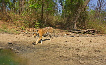 Bengal tiger (Panthera tigris tigris) young female (MV3) looking to establish her own territory after separating from her . Kanha National Park, Central India. Camera trap image.