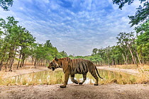 Bengal tiger (Panthera tigris tigris) dominant male (T29) walking on mud dam wall. Kanha National Park, Central India. Camera trap image.