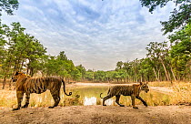 Bengal tiger (Panthera tigris tigris) tigress (T27) with one of the three sub-adult female cubs, passing over dam wall. Tourist in safari vehicle watching from other side of pond. Kanha National Park,...