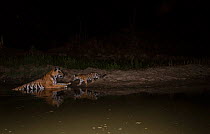 Bengal tiger (Panthera tigris tigirs) cub aged less than two months, nervously approaching mother in waterhole at night. Kanha National Park, Central India. Camera trap image.