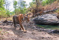 Bengal tiger (Panthera tigris tigris) resident tigress (T33) with three young cubs pushing out intruder young female (MV3) from her territory. Kanha National Park, Central India. Camera trap image.