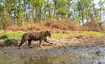 Bengal tiger (Panthera tigris tigris) young male (MV2) looking to establish his own territory. Kanha National Park, Central India. Camera trap image.