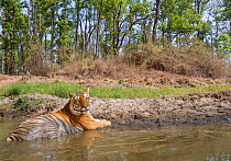 Bengal tiger (Panthera tigris tigris) dominant Male tiger (T30) cooling off in a watering hole. Kanha National Park, Central India. Camera trap image.