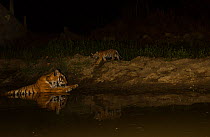 Bengal tiger (Panthera tigris tigris) nervous cub, aged less than two month old, at night approaching lying in waterhole, Kanha National Park, Central India. Camera trap image.