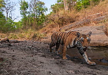 Bengal tiger (Panthera tigris tigris) young tigress (MV3) establishing her own territory near to her mother&#39;s, Kanha National Park, Central India. Camera trap image.