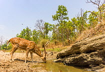 Spotted deer / Chital (Axis axis) stag, drinking water from puddle. Kanha National Park, Central India. Camera trap image.