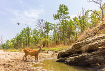 Indian muntjac (Muntiacus muntjak) drinking water from puddle. Kanha National Park, Central India. Camera trap image.