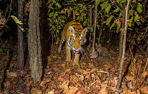 Bengal tiger (Panthera tigris tigris) tigress (T32) feeding on Spotted deer / Chital (Axis axis) killed by her earlier that day while her young cub watches. Kanha National Park, Central India. Camera...