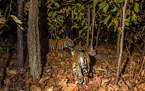 Bengal tiger (Panthera tigris tigris) cub dless than 2 months, near Spotted deer / Chital (Axis axis) carcass brought by mother. Kanha National Park, Central India. Camera trap image.
