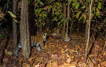 Bengal tiger (Panthera tigris tigris) cub aged less than 2 months, watching mother feed on Spotted deer / Chital (Axis axis) carcass. Kanha National Park, Central India. Camera trap image.