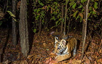 Bengal tiger (Panthera tigris tigris) cub aged less than 2 months, playing near Spotted deer / Chital (Axis axis) carcass brought by mother. Kanha National Park, Central India. Camera trap image.