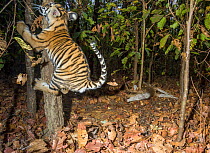 Bengal tiger (Panthera tigris tigris) cub aged less than 2 months, playing near to Spotted deer / Chital (Axis axis) carcass brought by mother. Kanha National Park, Central India. Camera trap image.