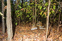Bengal tiger (Panthera tigris tigris) cub aged less than 2 months, playing near Spotted deer / Chital (Axis axis) carcass brought by mother. Kanha National Park, Central India. Camera trap image.