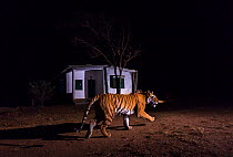 Bengal tiger (Panther tigris tigris) &#39;T27&#39; patrolling her territory in front of forest guard house along edge of the park. Kanha National Park, Central India. Camera trap image.