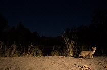 Jungle cat (Felis chaus), at night, Kanha National Park, Central India. Camera trap image.