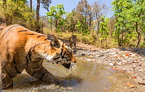 Bengal tiger (Panthera tigris tigris) female (T27) acting cautiously as dominant male (T29) approaches watering hole Kanha National Park, Central India. Camera trap image.