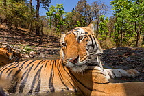 Bengal tiger (Panthera tigris tigris) dominant male (T29) and resident female (T27) cooling off in a watering hole Kanha National Park, Central India. Camera trap image.