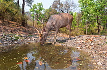 Sambar deer (Rusa unicolor) stag drinking at waterhole Kanha National Park, Central India. Camera trap image.