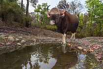 Gau (Bos gaurus), female drinking at waterhole, Kanha National Park, Central India. Camera trap image.