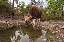Gaur (Bos gaurus), female drinking at waterhole, Kanha National Park, Central India. Camera trap image.