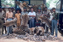 Indian police with a haul of Tiger, Leopard and Deer skins and bones confiscated from pouchers near Kanha National Park, Central India. 1989.
