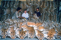 Indian police and undercover antipoaching agent Anne Wright with a haul of Tiger and Leopard skins confiscated from poachers in Central India. Kolkata India. 1989.