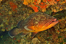Dusky / Yellowbelly grouper (Epinephelus marginatus), Canary Islands