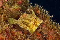 Planehead / Common filefish (Stephanolepis hispidus), Canary Islands.